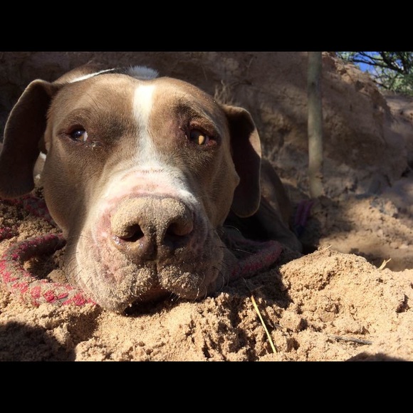 Meet your Posher, Mattie - Picture 2 of 6